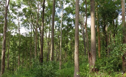 A forest of tall gum trees
